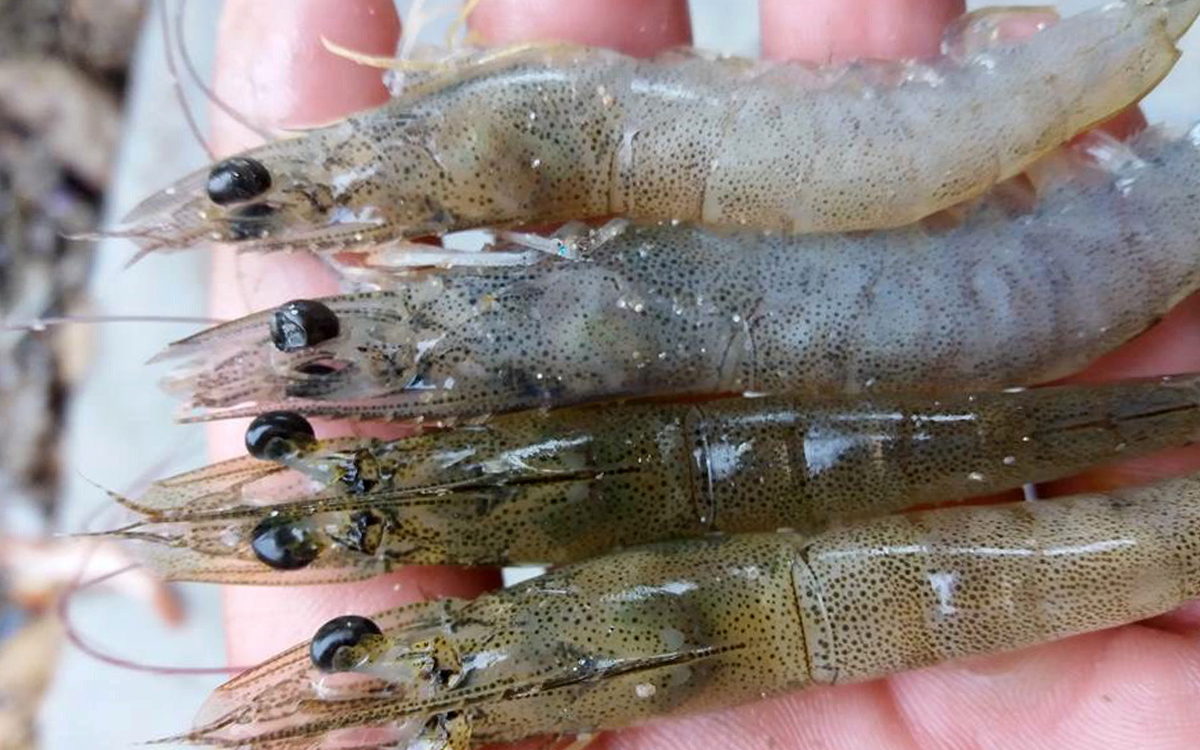 Bệnh T&ocirc;m thịt